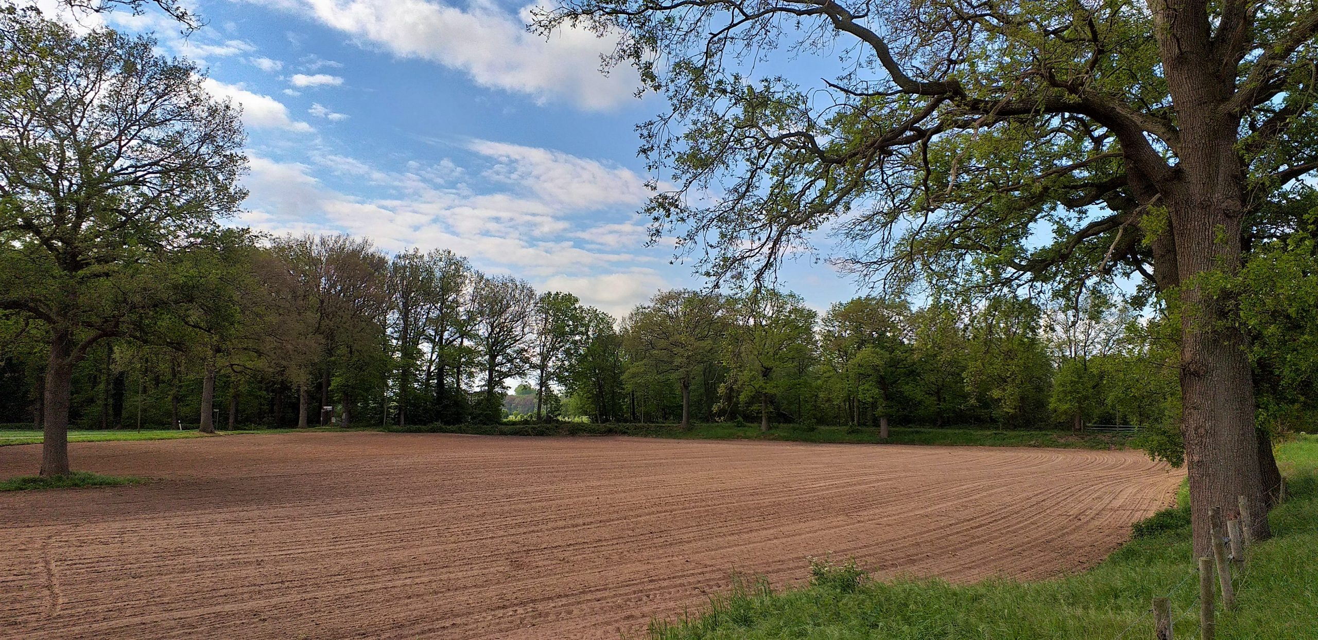 Binnenheides alte Eichen 1